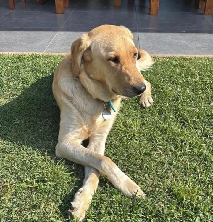 Un perro perdido en Funes desató un operativo insólito: Di María y el plantel de Central salieron a buscarlo